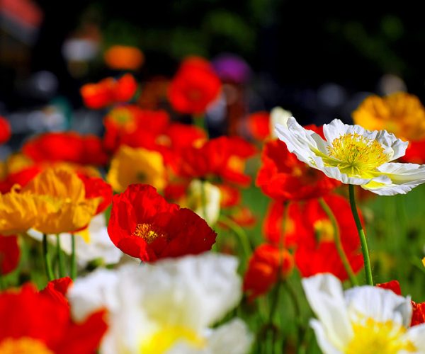 Australia Landscape : Colorful Poppies at Toowoomba Flower Festival